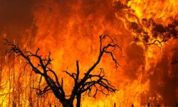 اشد مجازات برای آتش افروزان جنگل ها