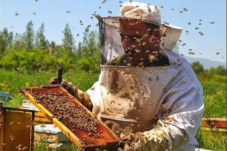 آذربایجان غربی مقام اول تولید عسل در کشور شد