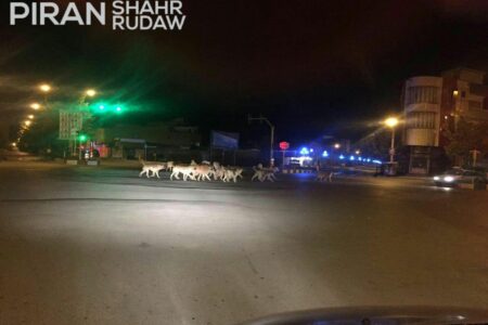 برنامه اجرایی ساماندهی سگ های ولگرد شهر پیرانشهر
