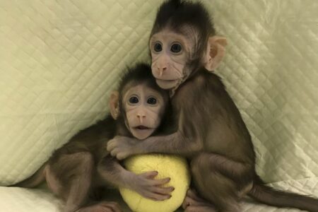 خط شکنی چین در شبیه سازی میمون ها