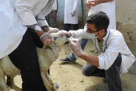 واکسینه کردن بیش از ۵۵ هزار راس گاو و گوسفند در پیرانشهر/شناسایی ۲۸ کانون آلودگی تب مالت انسانی