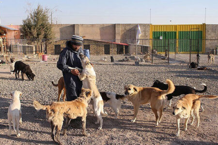 ۵ هزار قلاده سگ علیه بیماری هاری در آذربایجان‌غربی واکسینه شدند