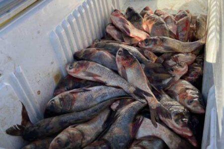 ضبط و جلوگیری از عرضه ۱۰۰کیلوگرمی ماهی قزل آلای زنده فاقد شرایط بهداشتی در پیرانشهر