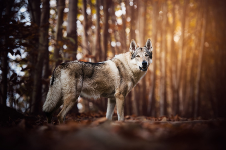 گرگاس؛ خطرناک‌ترین حیوان ایران/ این سگ‌ها مانند گرگ به انسان حمله می کنند