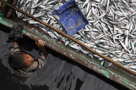 رهاسازی ۸ میلیون قطعه بچه ماهی در منابع آبی آذربایجان غربی