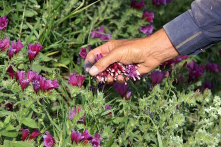 شناسایی بیش از ۴۵۸ گونه گیاه دارویی در آذربایجان غربی