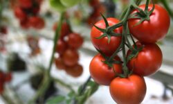 برداشت گوجه ‌فرنگی از مزارع استان آغاز شد