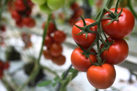برداشت گوجه ‌فرنگی از مزارع استان آغاز شد