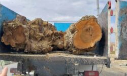 بیش از ۷ تن چوب قاچاق در پیرانشهر کشف و ضبط شد