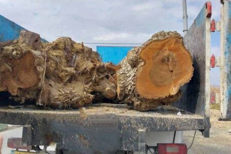 بیش از ۷ تن چوب قاچاق در پیرانشهر کشف و ضبط شد