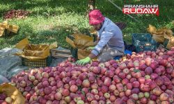 ۴۲هزار تن سیب حاصل دسترنج باغداران شهرستان پیرانشهر در سال زراعی۱۴۰۲