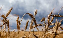 پیش بینی تولید ۱۰۰ هزار تن گندم در شهرستان پیرانشهر