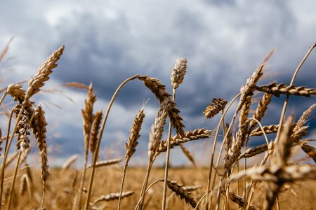 پیش بینی تولید ۱۰۰ هزار تن گندم در شهرستان پیرانشهر