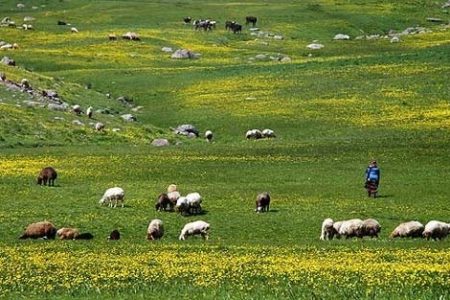 چرای زود هنگام در مراتع پیرانشهر ممنوع شد