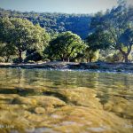 جنگلهای پیرانشهر به مساحت بیش از 7500 هکتار بعنوان سرآغاز ناحیە رویشی زاگرس