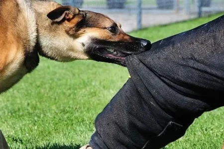 حمله سگ‌های بی صاحب جان کودک تکابی را گرفت