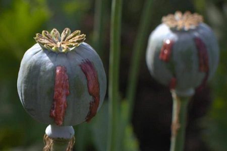 نتایج یک مطالعه‌ جدید؛ مصریان باستان هم تریاکی بودند!!!